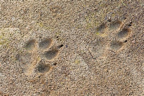 huella lobo|Huellas y Bichos: Lobo (Canis lupus)